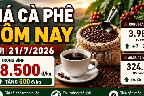 Giá cà phê hôm nay 21/7: Tăng lên 98.500 đồng/kg