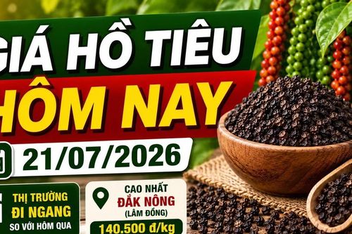 Giá hồ tiêu hôm nay 21/7: Thị trường tiếp tục đi ngang