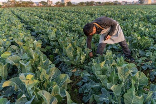Phúc An Nông cung ứng hạt giống và vật tư nông nghiệp chất lượng, thân thiện với môi trường
