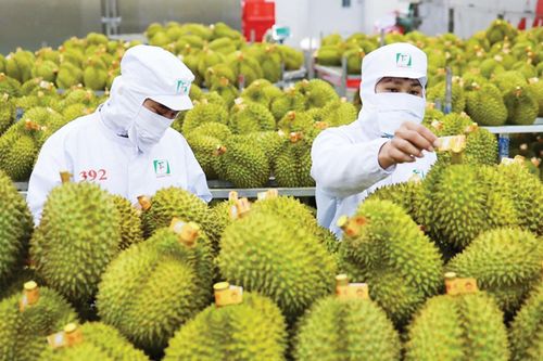 Hải quan mở 'luồng xanh', xuất khẩu sầu riêng lấy lại nhịp tăng tốc