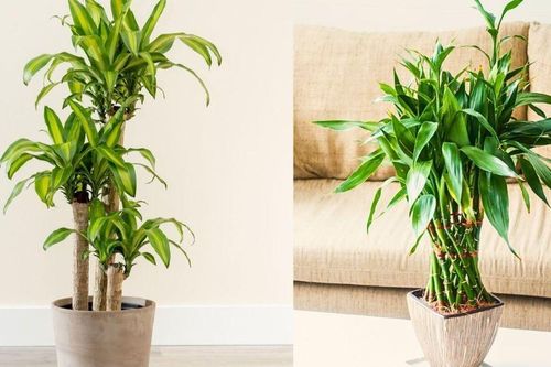 Nhà giàu thường trồng 3 loại cây này trong phòng khách: Không chỉ đẹp mà còn chiêu tài, đón vượng khí, hút tài lộc