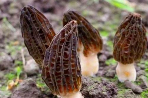 Từng bị xem là nấm dại mọc trong rừng, loài này giờ được bán với giá khiến nhiều người choáng váng, ai tìm thấy được ví như chạm tay vào 'kho báu'