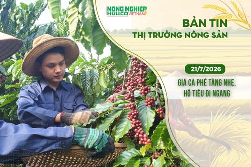 Thị trường nông sản 21/7/2026: Giá cà phê tăng nhẹ, hồ tiêu đi ngang