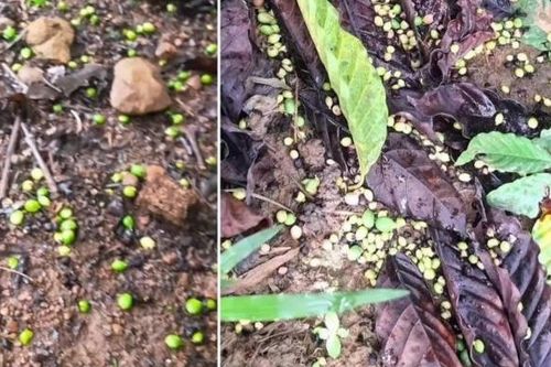 Giảm rụng trái cà phê bằng giải pháp hữu cơ