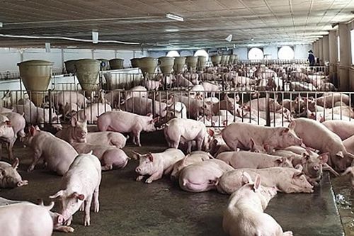 TPHCM đặt mục tiêu chủ động kiểm soát dịch bệnh động vật giai đoạn 2026-2030