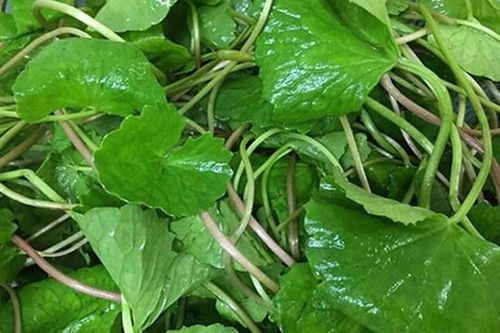 6 nhóm người cần thận trọng khi dùng rau má