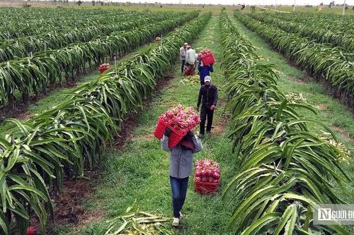 Nông sản lên máy bay phải đáp ứng những tiêu chuẩn nghiêm ngặt như thế nào?