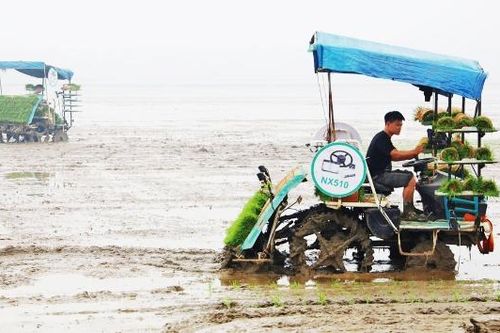 Máy cấy mạ khay tăng hiệu quả sản xuất