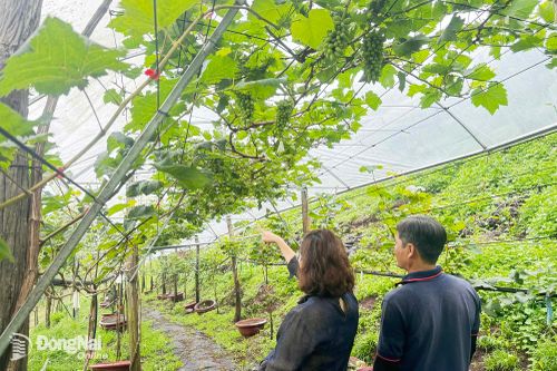 Phát triển nông nghiệp thông minh gắn du lịch sinh thái