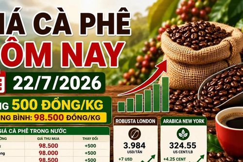 Giá cà phê hôm nay 22/7: Trong nước và thế giới cùng tăng