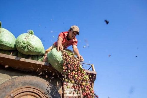 Giá cà phê hôm nay 22/7/2026: Tây Nguyên giảm tới 1.900 đồng, robusta mất 1,7%