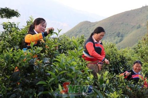 Độc đáo chè sao tay Tà Xùa