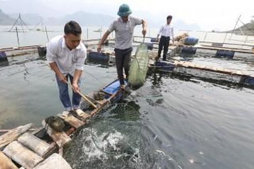 Mua, bán nông sản, thủy sản bằng bảng kê: Hiểu đúng để tránh rủi ro về thuế