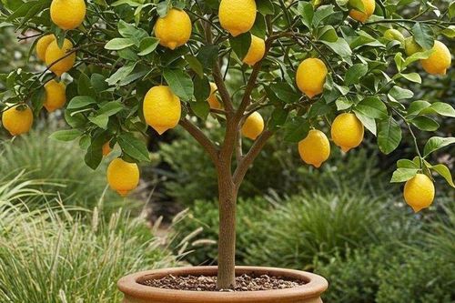 Có nên trồng cây chanh trước cửa nhà?