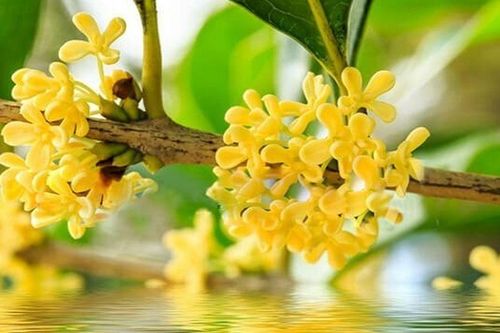 Mộc hương được ví như cây quý hút tài lộc nhưng trồng ở 6 vị trí này dễ rước phiền toái vào nhà