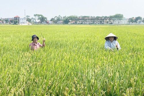 Nâng cao giá trị chuỗi ngành hàng lúa gạo