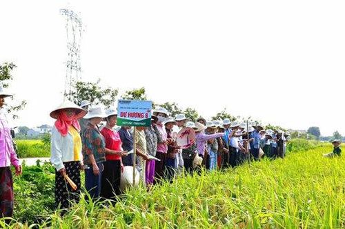 Nông dân xã Đa Phúc thực hiện nhiều mô hình kinh tế hiệu quả