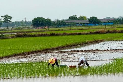 Ứng Thiên đặt mục tiêu năm 2029 đạt chuẩn nông thôn mới