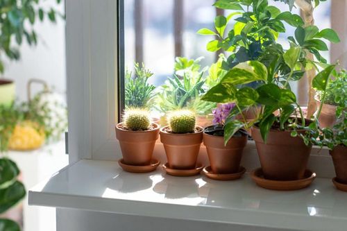 Bí quyết ngủ ngon và thải độc phòng ngủ nhờ những chậu cây quen thuộc