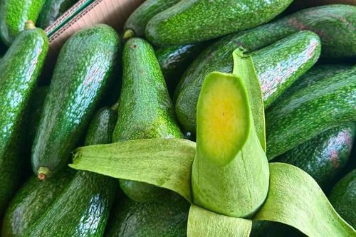 Loại bơ có hình dáng thuôn dài đang bán ngập thị trường có gì đặc biệt mà khiến nhiều người tiêu dùng không tiếc tiền mua
