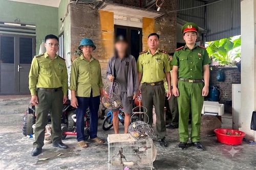 Phát hiện 2 vụ bẫy, nuôi nhốt chim hoang dã trái phép ở Hải Phòng