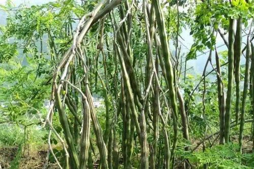Ở Việt Nam mọc đầy, ra nước ngoài được ví như 'cây vàng', hạt bán tới 2 triệu đồng/kg