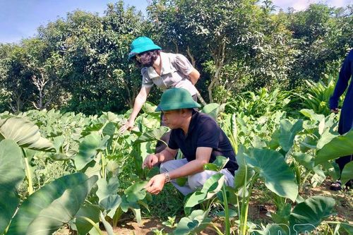 Đưa cây trồng mới vào sản xuất