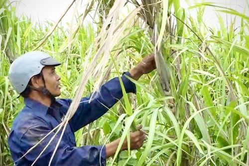 Liên kết sản xuất 'lỏng lẻo', người trồng mía chịu thiệt