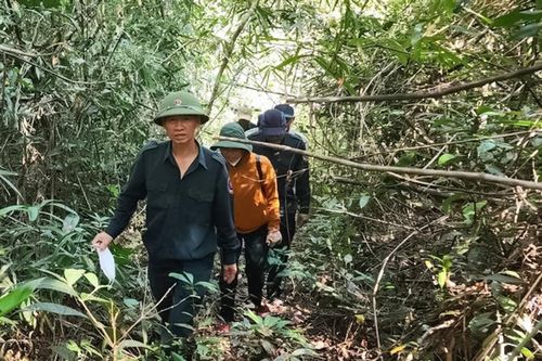 Lâm Đồng yêu cầu xử lý trách nhiệm tổ chức, cá nhân để xảy ra phá rừng