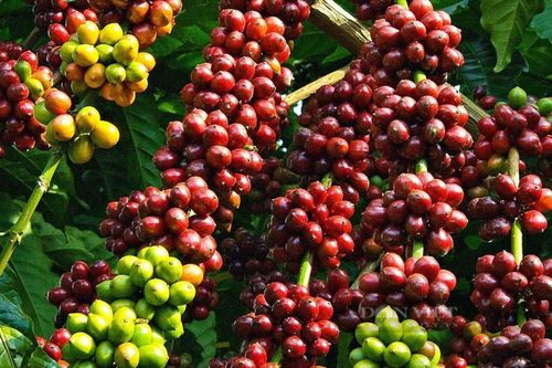 Giá cà phê hôm nay 23/7: Brazil tăng tốc thu hoạch, tồn kho Robusta phục hồi
