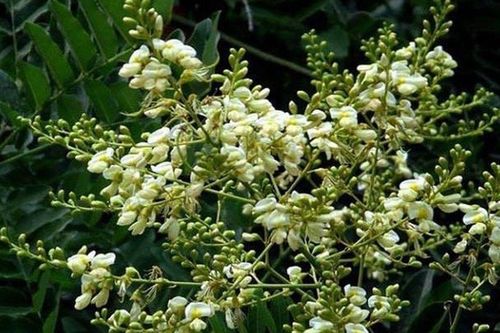 2 loại cây người xưa kiêng trồng trước cửa nhà vì sợ gia cảnh sa sút, nhiều người vẫn không biết