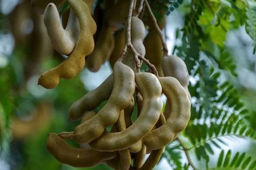 Quả me: Loại quả dân dã giàu dinh dưỡng, tốt cho tim mạch và hệ tiêu hóa