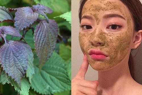 3 cách sử dụng lá tía tô để hỗ trợ làn da sáng khỏe, giảm mụn và chăm sóc da tự nhiên