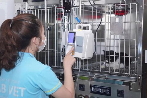 Từ những cuộc giải cứu mèo con bị bỏ rơi đến bài học về trách nhiệm với thú cưng