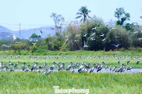 Điều gì khiến hàng trăm con cò nhạn xuất hiện trên cánh đồng ở Gia Lai