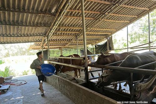 Giá bò phục hồi, mở ra kỳ vọng cho người chăn nuôi
