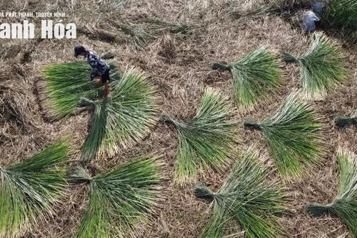 Theo dấu sợi cói, chạm vào hồn quê