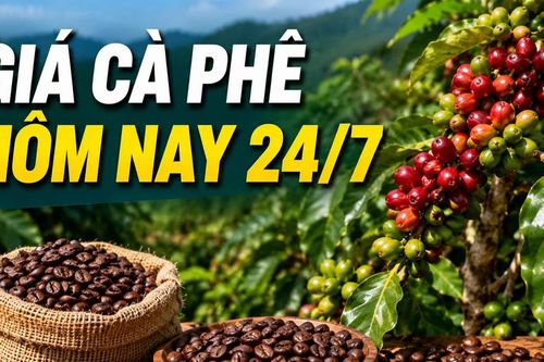 Thị trường cà phê ngày 24/7: Giá trong nước và thế giới đồng loạt bật tăng