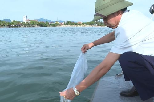 Thả 1 triệu con tôm sú giống xuống cửa biển Nhật Lệ nhằm tái tạo nguồn lợi thủy sản