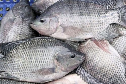 Brazil chi gần 35 triệu USD mua cá rô phi Việt Nam, tăng gấp 289 lần