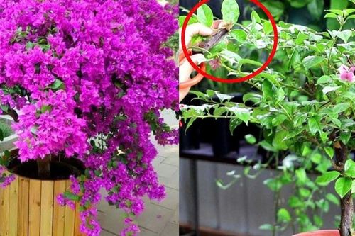 Hoa giấy chỉ tốt lá mà mãi không nở hoa? Làm cách này cây bung nụ dày đặc, hoa nở rực rỡ quanh năm