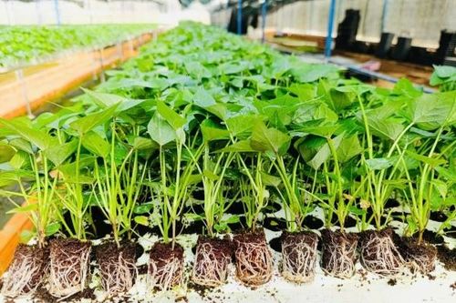 Lâm Đồng cấp phép xuất khẩu hạt giống khoai tây phục vụ nghiên cứu sang Ấn Độ