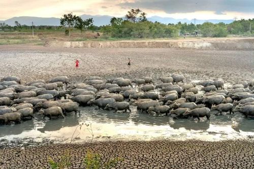 Quản trị rủi ro thiên tai do tác động của El Nino