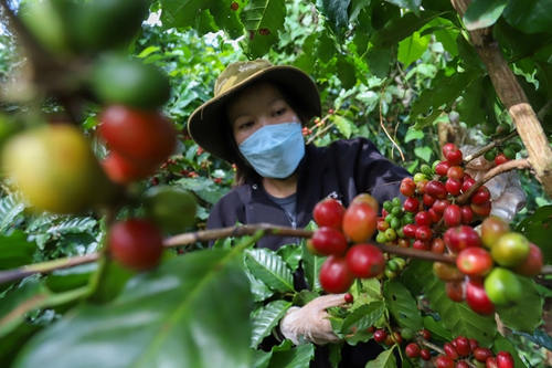 Bản tin nông sản hôm nay (25-7): Giá cà phê tiếp tục giảm