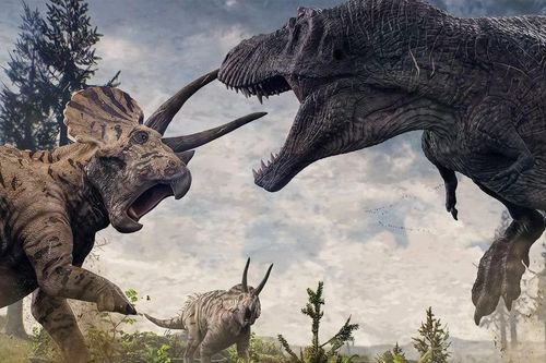T. rex đấu Triceratops: Ai chiến thắng trong trận chiến 66 triệu năm trước?