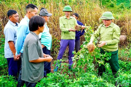 Quảng Lâm đẩy mạnh chuyển đổi cơ cấu cây trồng