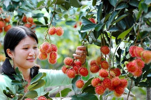Từ bằng bảo hộ đến sức hút thương trường của trái chôm chôm