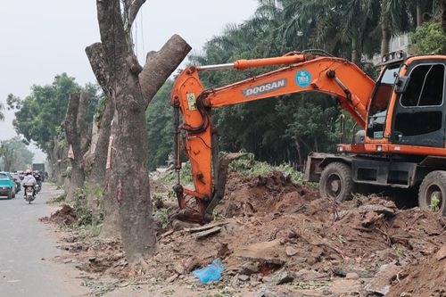 Di dời hàng cây xà cừ phục vụ mở rộng đường 70