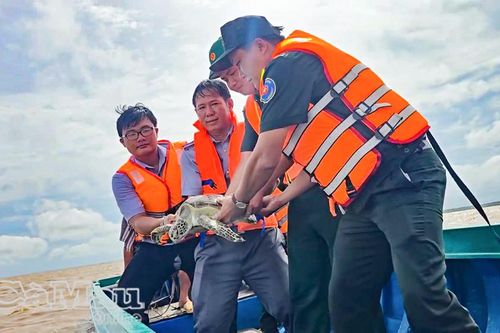 Thả cá thể vích quý hiếm nặng 7,5 kg về biển