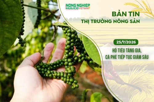 Thị trường nông sản 25/7/2026: Hồ tiêu tăng giá, cà phê tiếp tục giảm sâu